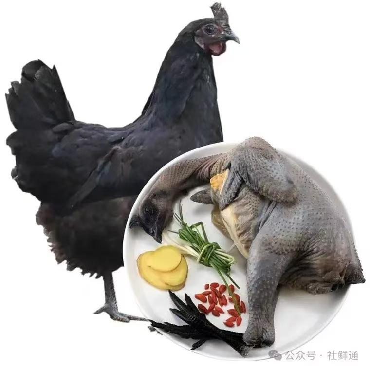 神農架五黑雞